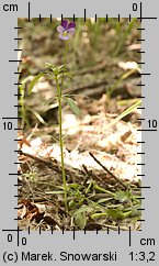 Viola tricolor ssp. curtisii (fiołek trójbarwny nadmorski)