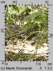 Viola tricolor ssp. curtisii (fiołek trójbarwny nadmorski)