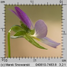 Viola tricolor ssp. curtisii (fiołek trójbarwny nadmorski)