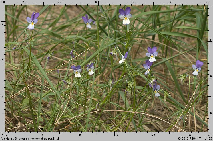 Viola tricolor ssp. curtisii (fiołek trójbarwny nadmorski)