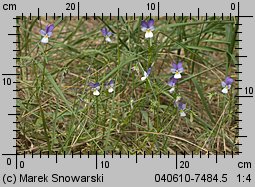 Viola tricolor ssp. curtisii (fiołek trójbarwny nadmorski)