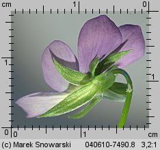 Viola tricolor ssp. curtisii (fiołek trójbarwny nadmorski)