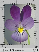 Viola tricolor ssp. curtisii (fiołek trójbarwny nadmorski)