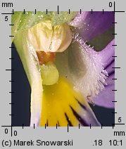 Viola tricolor ssp. curtisii (fiołek trójbarwny nadmorski)