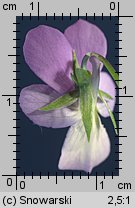 Viola tricolor ssp. curtisii (fiołek trójbarwny nadmorski)