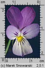 Viola tricolor ssp. curtisii (fiołek trójbarwny nadmorski)