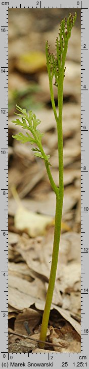 Botrychium matricariifolium (podejźrzon marunowy)