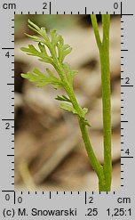 Botrychium matricariifolium (podejźrzon marunowy)