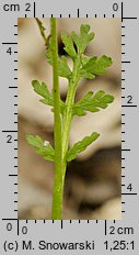 Botrychium matricariifolium (podejźrzon marunowy)