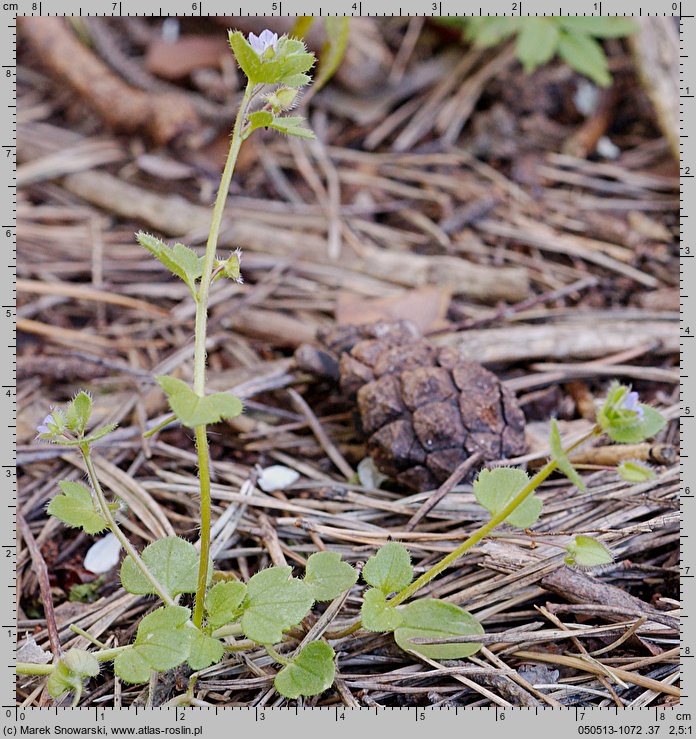 Veronica hederifolia (przetacznik bluszczykowy (s.str.))