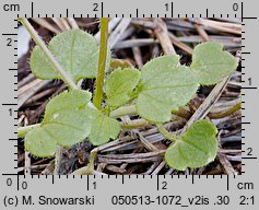 Veronica hederifolia s.str. (przetacznik bluszczykowy s.str.)