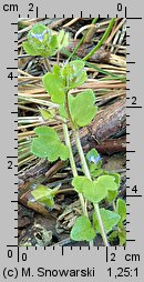 Veronica hederifolia s.str. (przetacznik bluszczykowy s.str.)