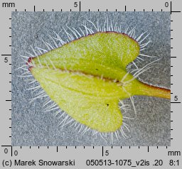 Veronica hederifolia s.str. (przetacznik bluszczykowy s.str.)