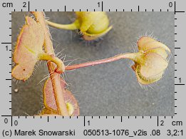 Veronica hederifolia s.str. (przetacznik bluszczykowy s.str.)