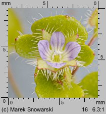 Veronica hederifolia s.str. (przetacznik bluszczykowy s.str.)