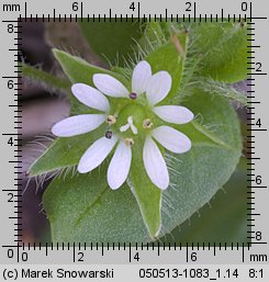 Stellaria media (gwiazdnica pospolita)