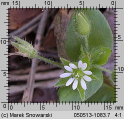 Stellaria media (gwiazdnica pospolita)