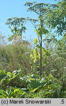Heracleum sosnowskyi (barszcz Sosnowskiego)