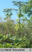 Heracleum sosnowskyi (barszcz Sosnowskiego)