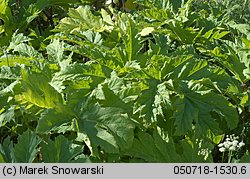 Heracleum sosnowskyi (barszcz Sosnowskiego)