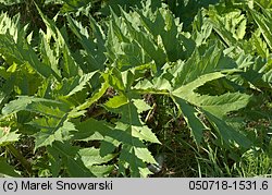 Heracleum sosnowskyi (barszcz Sosnowskiego)