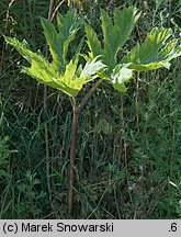 Heracleum sosnowskyi (barszcz Sosnowskiego)