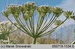 Heracleum sosnowskyi (barszcz Sosnowskiego)