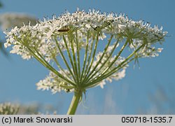 Heracleum sosnowskyi (barszcz Sosnowskiego)