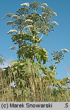 Heracleum sosnowskyi (barszcz Sosnowskiego)