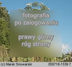 Heracleum sosnowskyi (barszcz Sosnowskiego)