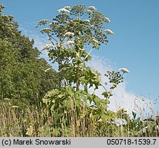 Heracleum sosnowskyi (barszcz Sosnowskiego)