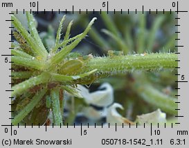 Heracleum sosnowskyi (barszcz Sosnowskiego)