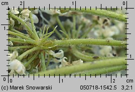 Heracleum sosnowskyi (barszcz Sosnowskiego)