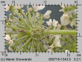 Heracleum sosnowskyi (barszcz Sosnowskiego)