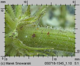 Heracleum sosnowskyi (barszcz Sosnowskiego)