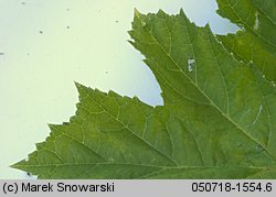 Heracleum sosnowskyi (barszcz Sosnowskiego)