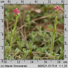 Antennaria dioica (ukwap dwupienny)