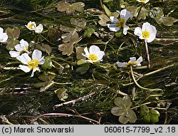 Ranunculus peltatus (jaskier tarczowaty)