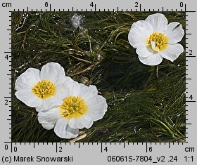 Ranunculus peltatus (jaskier tarczowaty)