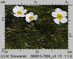 Ranunculus peltatus (jaskier tarczowaty)