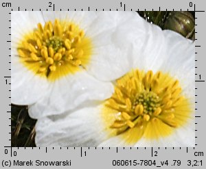 Ranunculus peltatus (jaskier tarczowaty)