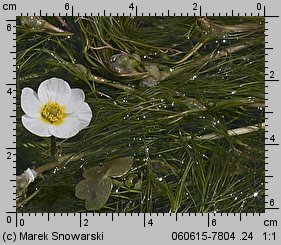 Ranunculus peltatus (jaskier tarczowaty)