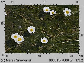 Ranunculus peltatus (jaskier tarczowaty)