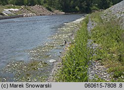 Ranunculus peltatus (jaskier tarczowaty)