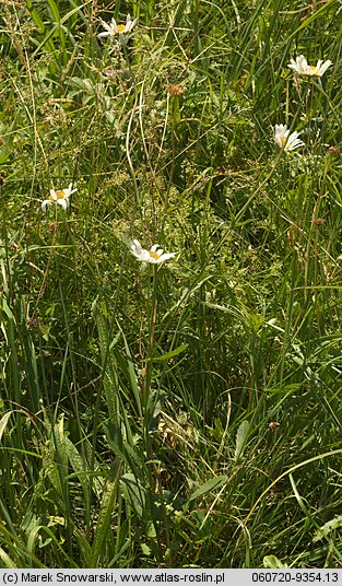 Leucanthemum vulgare ssp. vulgare (jastrun właściwy typowy)