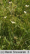 Leucanthemum vulgare ssp. vulgare (jastrun właściwy typowy)