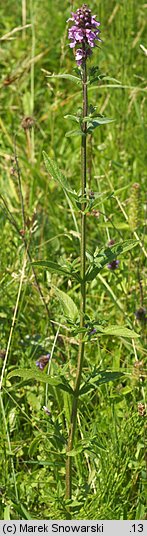 Stachys palustris (czyściec błotny)