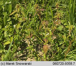 Galeopsis tetrahit (poziewnik szorstki)