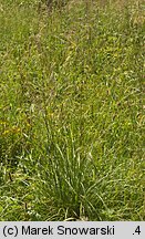 Deschampsia cespitosa (śmiałek darniowy)