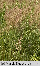 Calamagrostis epigejos (trzcinnik piaskowy)